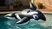 Intex Animal Pool Floats
