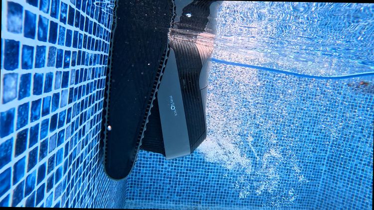 Dolphin Quantum defying gravity climbing the wall
