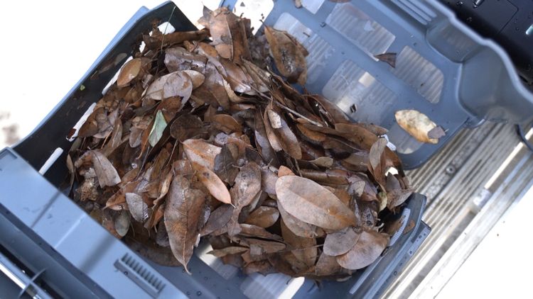 Look at all of the leaves the Beatbot iSkim Ultra picked up